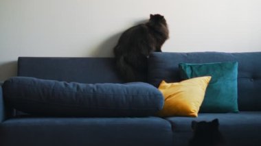 Kedi ve köpek lazer işaretçiyle oynuyor..