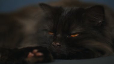 Uzun saçlı, düz kulaklı bir İskoç kedisi. Düz İskoçya.