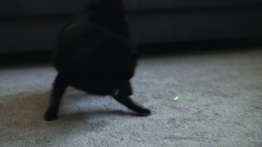 Schipperke köpeği lazer işaretleyiciyle oynuyor..