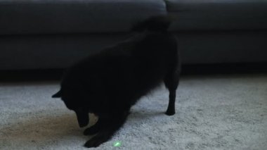 Schipperke köpeği lazer işaretleyiciyle oynuyor..