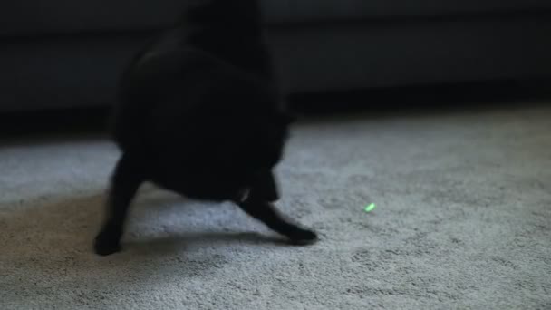 Schipperke Cão Brincando Com Ponteiro Laser — Vídeo de Stock