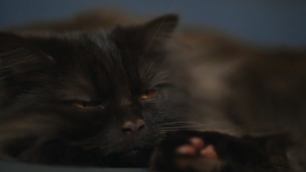 スコットランドのロングヘアストレート耳猫 ハイランドストレート — ストック動画