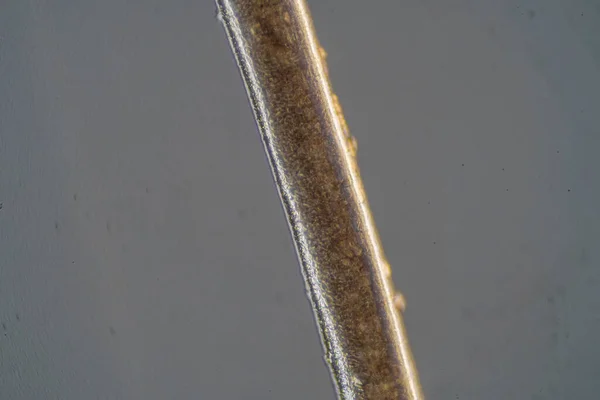 顕微鏡の世界 人間の髪 — ストック写真