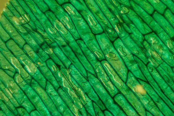 Monde Microscopique Oignon Épiderme Avec Des Cellules — Photo
