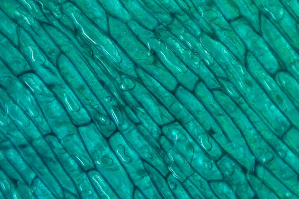 Mikroskobik Dünya Soğan Epidermis Hücreleri Ile — Stok fotoğraf