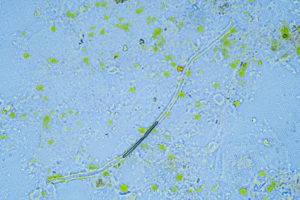 Mikroskopijny Świat Woda Kranu — Zdjęcie stockowe
