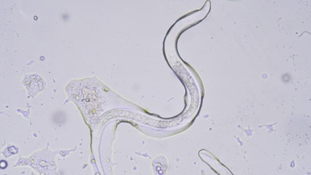 Microscopic World Nematode Roundworm — Stock Video