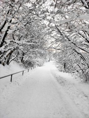 Ormanda güzel bir kış havası var. İlk kar.