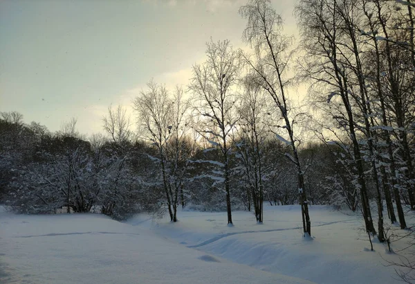 Prachtig Winterweer Het Bos Eerste Sneeuw — Stockfoto