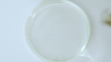 Petri kabını pipetle yakın plan çek.