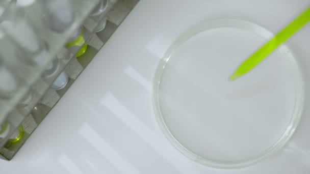 Petri Kabını Pipetle Yakın Plan Çek — Stok video