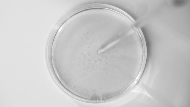 Primer Plano Placa Petri Con Pipeta — Vídeo de stock
