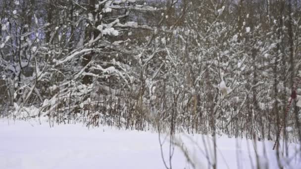 Santa Claus Magickou Hůl Taška Vánočních Dárků Procházka Sněhovém Lese — Stock video