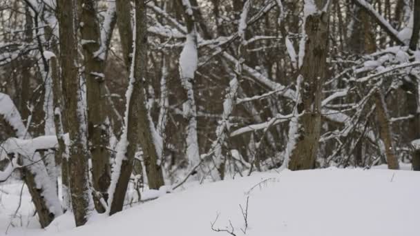 Mikulás Mágikus Bot Táska Karácsonyi Ajándékok Sétál Hóerdőben — Stock videók