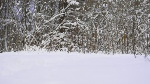 Mikulás Mágikus Bot Táska Karácsonyi Ajándékok Sétál Hóerdőben — Stock videók