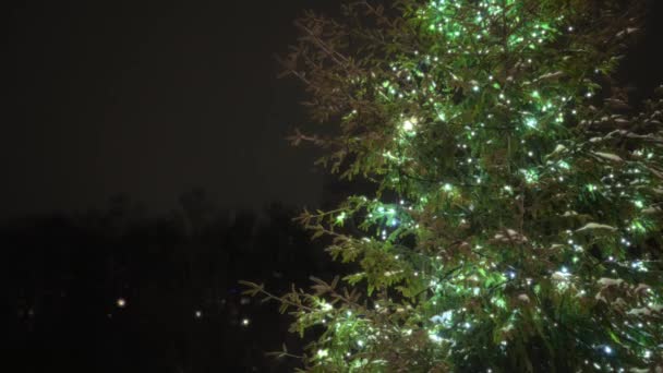 近所のお正月の木 — ストック動画