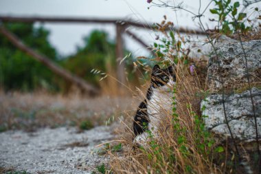 Find a cat. The cat is hiding in the grass.