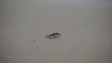 Small crab crawls on the sand.