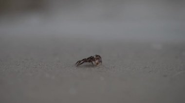 Small crab crawls on the sand.