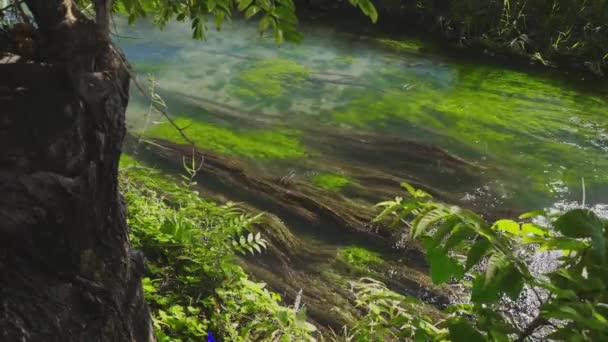 Berrak Suyla Çiçek Açan Dağ Kanalı — Stok video