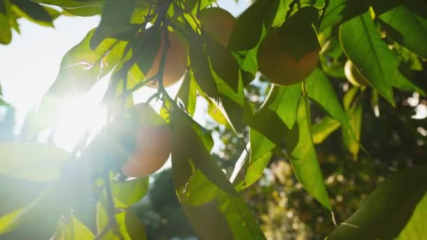 Ripe Oranges Hang Tree Branch — Stock Video