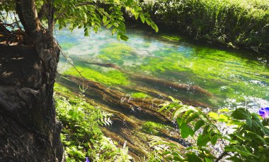 Blooming mountain channel with clear water.