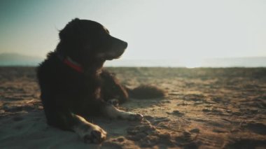 Old dog is resting on the beach at sunset.