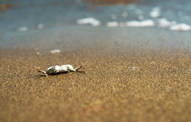 Dead crab near the sea. Ecological catastrophy.