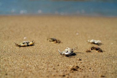 Dead crabs near the sea. Ecological catastrophy.