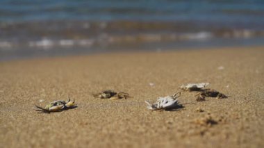 Dead crabs near the sea. Ecological catastrophy.