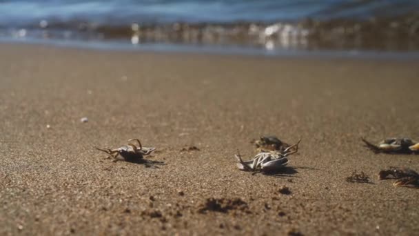 Dead Crabs Sea Ecological Catastrophy — стоковое видео