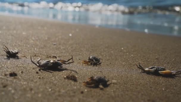 死螃蟹靠近大海 生态多样性 — 图库视频影像