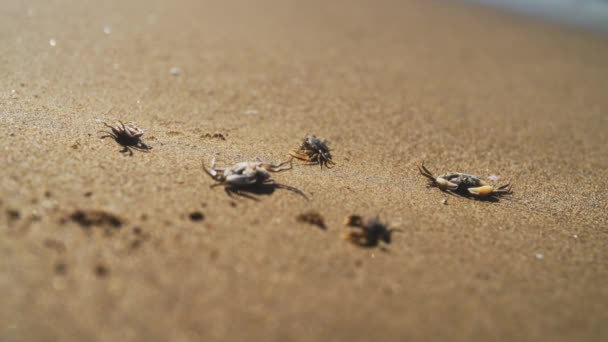 Caranguejos Mortos Perto Mar Catastrofia Ecológica — Vídeo de Stock
