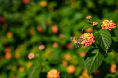 Çiçeklerin üzerinde uçan sinekkuşu güvesi. Macroglossum yıldız taşı.