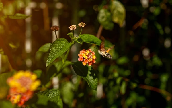 Hummingbird Falcão Traça Pairando Sobre Flores Macroglossum Stellatarum — Fotografia de Stock