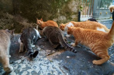 Şehirde bir grup evsiz kedi var..