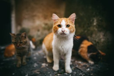 Şehirde bir grup evsiz kedi var..