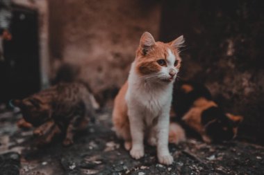 Şehirde bir grup evsiz kedi var..