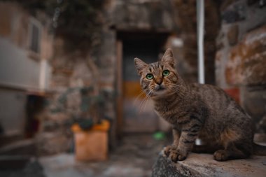 Sokakta yalnız evsiz bir kedi.