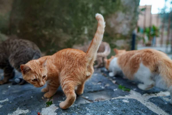 Grupo Gatos Sem Teto Cidade — Fotografia de Stock