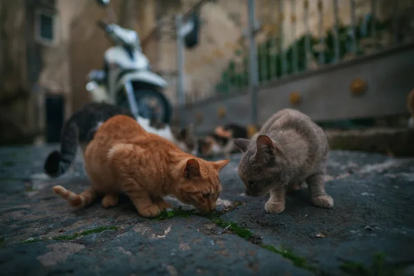 城市里无家可归的猫群 — 图库照片