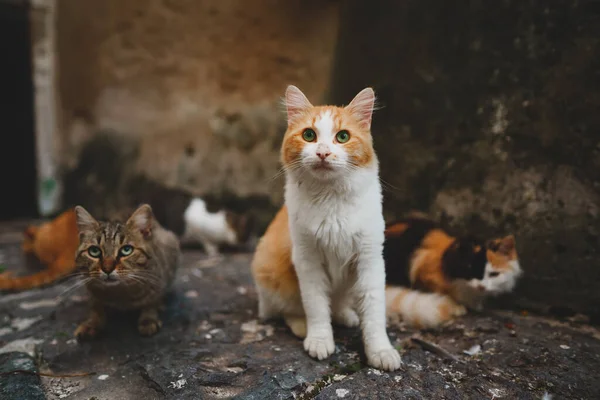 Grupo Gatos Sem Teto Cidade — Fotografia de Stock