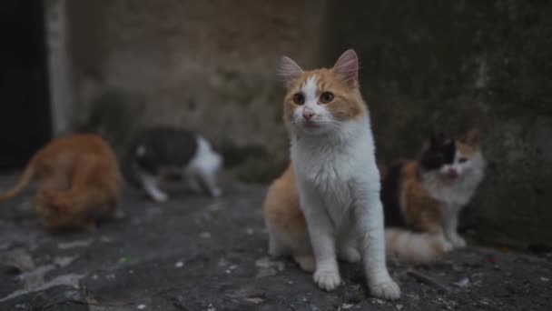 市内のホームレスの猫のグループ — ストック動画
