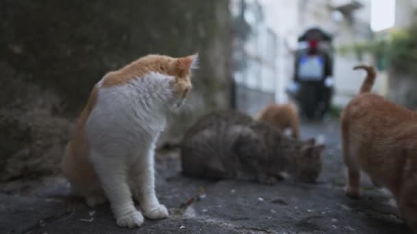 Şehirde Bir Grup Evsiz Kedi Var — Stok video