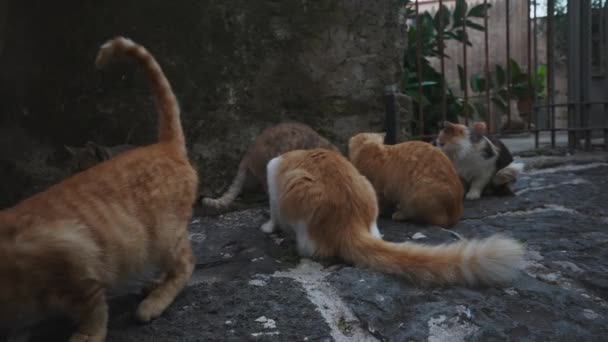 市内のホームレスの猫のグループ — ストック動画