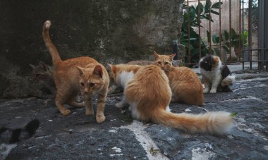 Şehirde bir grup evsiz kedi var..