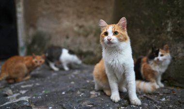 Şehirde bir grup evsiz kedi var..