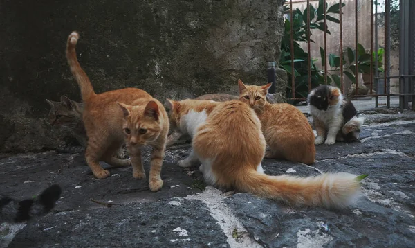 Group Homeless Cats City — Stock Photo, Image