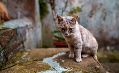 Sokakta yalnız evsiz bir kedi.