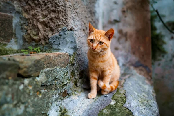 街上孤独的无家可归的猫 — 图库照片